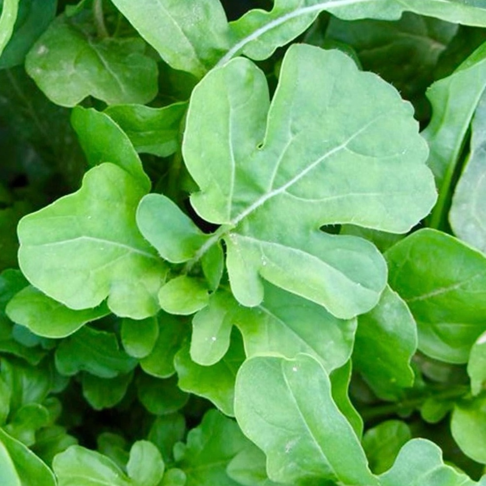 Organic Arugula Seeds